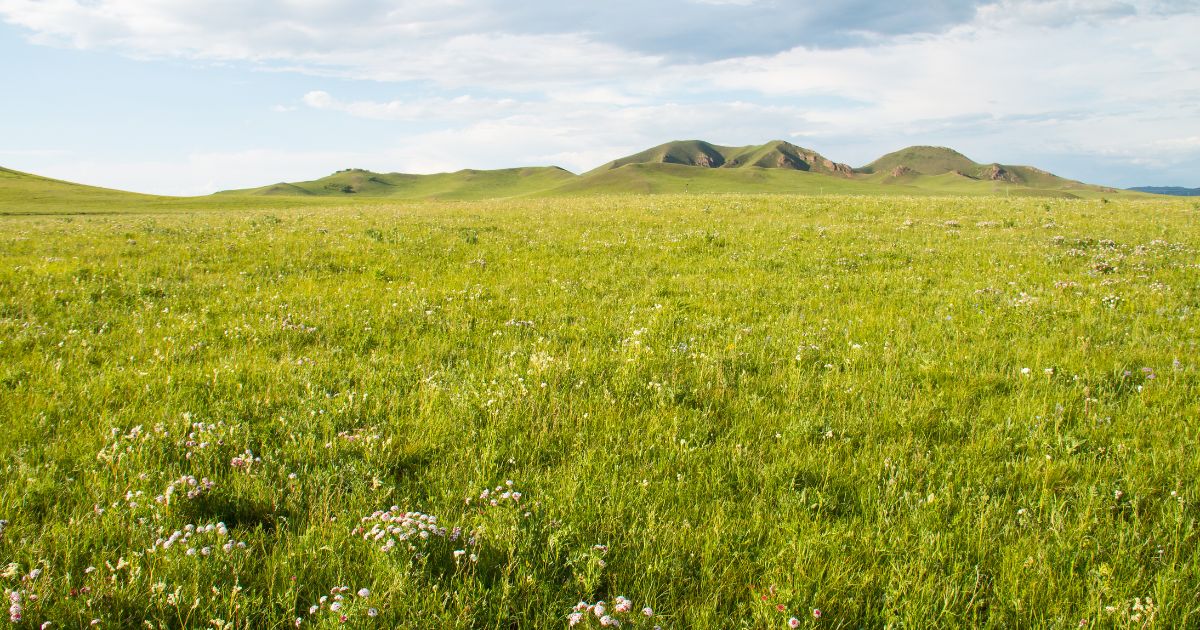 <p>Medium rain, slow decomposition, fertile soil, tall grass, fire</p>
