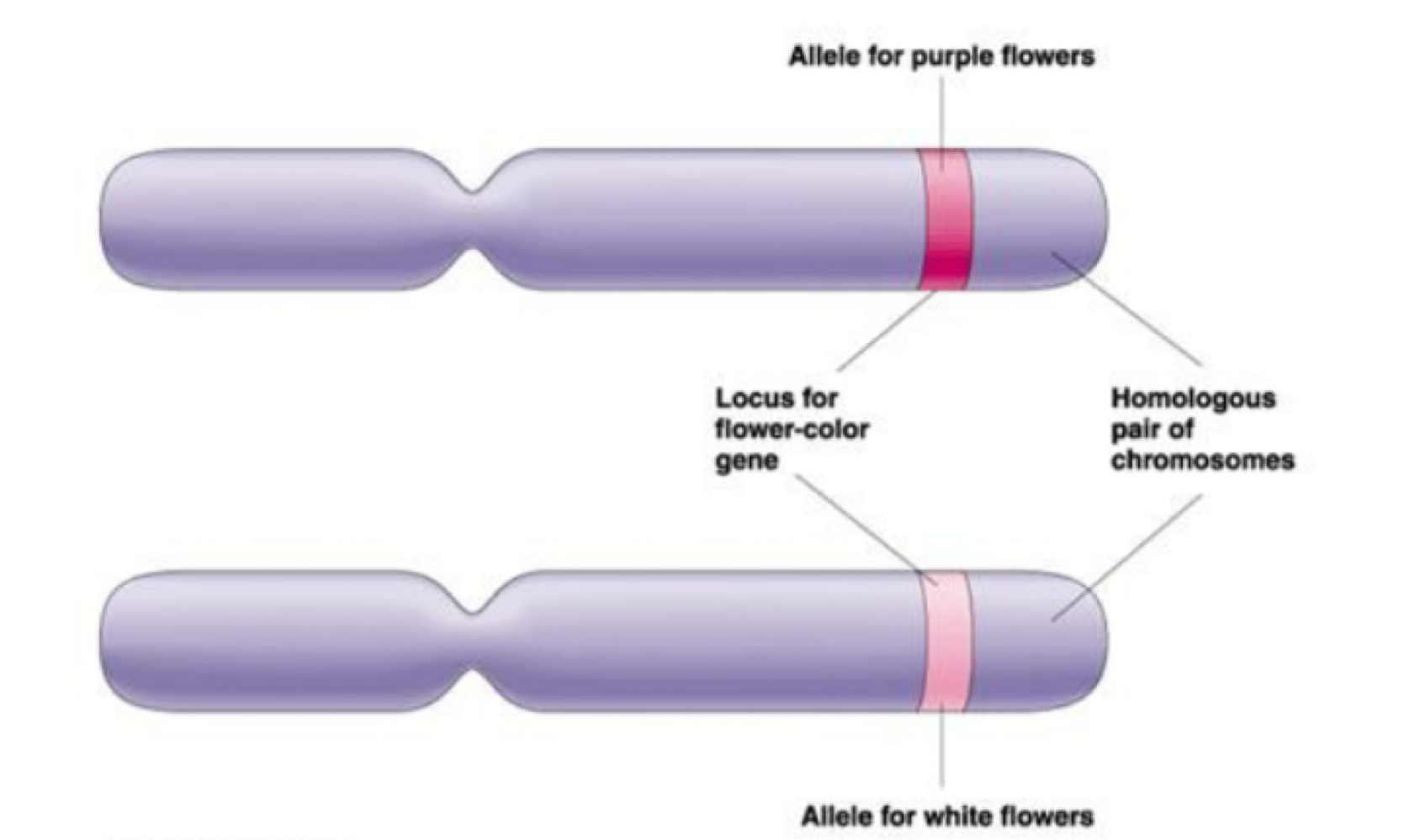 Code for the same trait, but have different forms of a gene. 