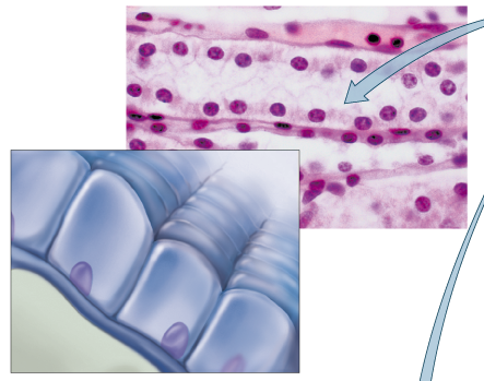 <p>What tissue is this?</p>