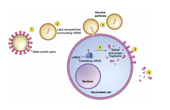 <ul><li><p>same idea as DNA, but use RNA to induce production of desired antigen in host cells</p></li><li><p>COVID</p></li></ul><p></p>