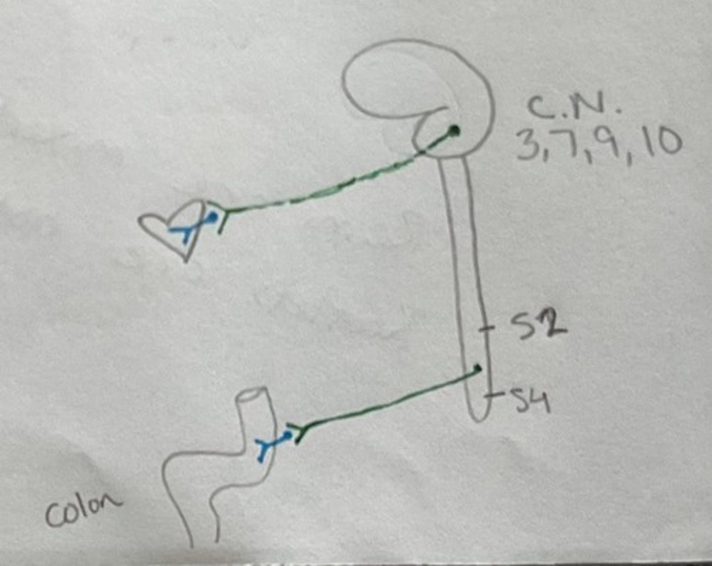 <p>Cranial Nerves 3, 7, 9, and 10</p><p>Spinal Cord: S2-S4</p>