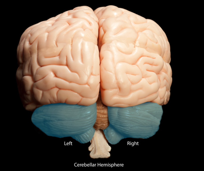 <p>what is these parts of the cerebellum</p>