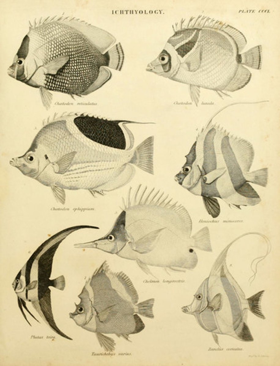 <p>The branch of zoology that deals with fishes. (ngư học nghiên cứu về cá)</p>