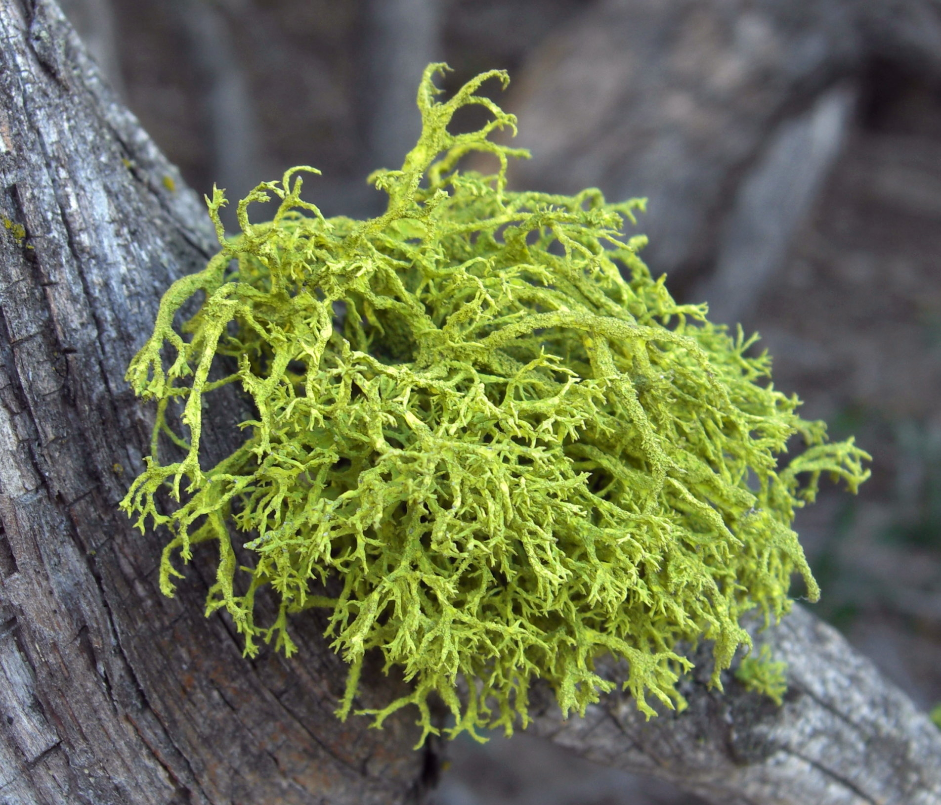 <p>What form of Lichen is this?</p>