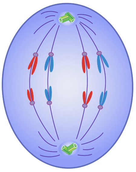 <p>3rd stage of mitosis. Spindle retracts to the centrioles, ripping APART the bivalent chromosomes. This moves IDENTICAL copies (sister chromatids) of the chromosomes to each pole of the cell.</p>