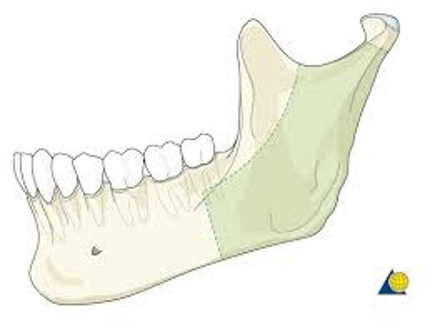 <p>Upright portion of the jaw bone</p>