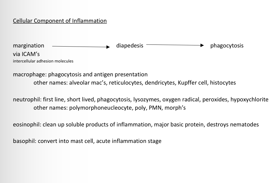 <ol><li><p>margination via ICAMs (intercellular adhesion molecules</p></li><li><p>diapedesis </p></li><li><p>phagocytosis </p></li></ol>