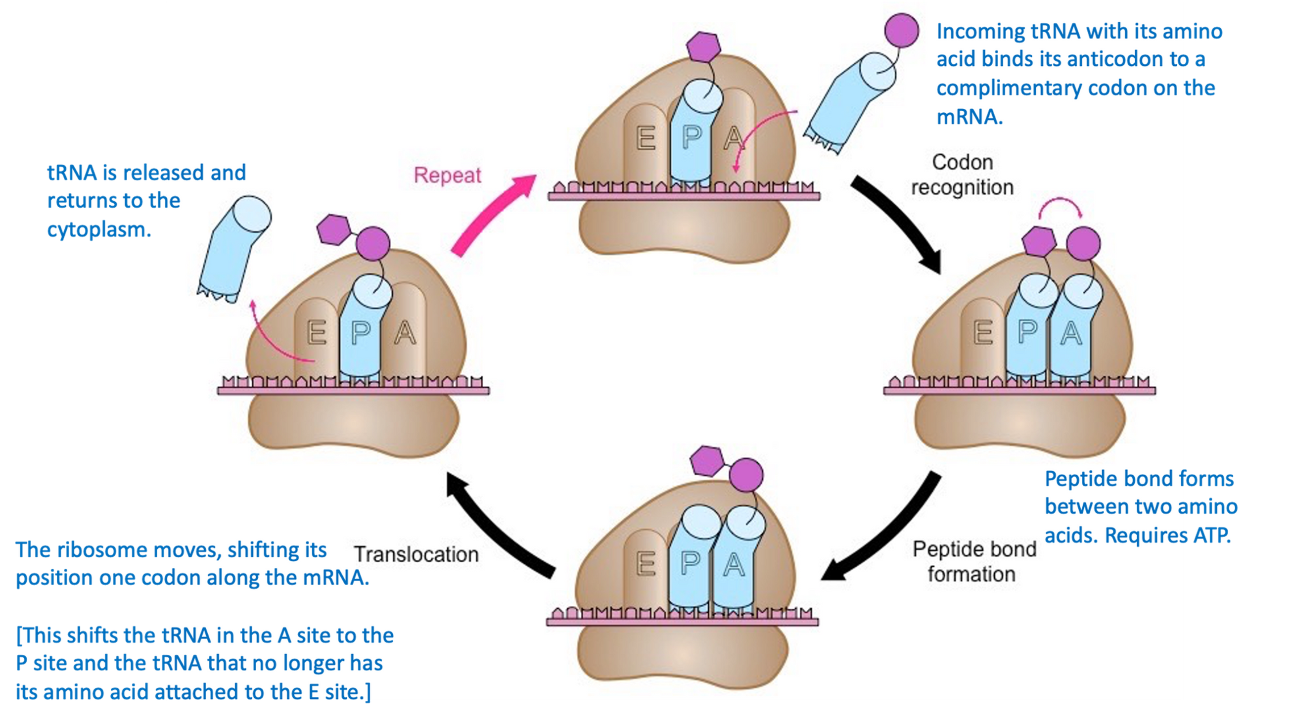 <p><span>•During the three-step cycle of elongation, the ribosomes moves along the mRNA from a 5’ to 3’ direction and one amino acid at a time is added.</span></p><p><span>•1. Codon recognition</span></p><p><span>•2. Peptide bond formation</span></p><p><span>•3. Translocation, or shifting of the&nbsp;ribosome one codon along the mRNA.</span></p>