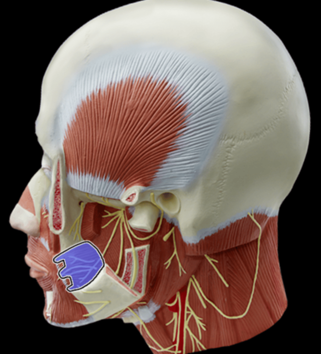 <p>What Muscle Is Highlighted?</p>
