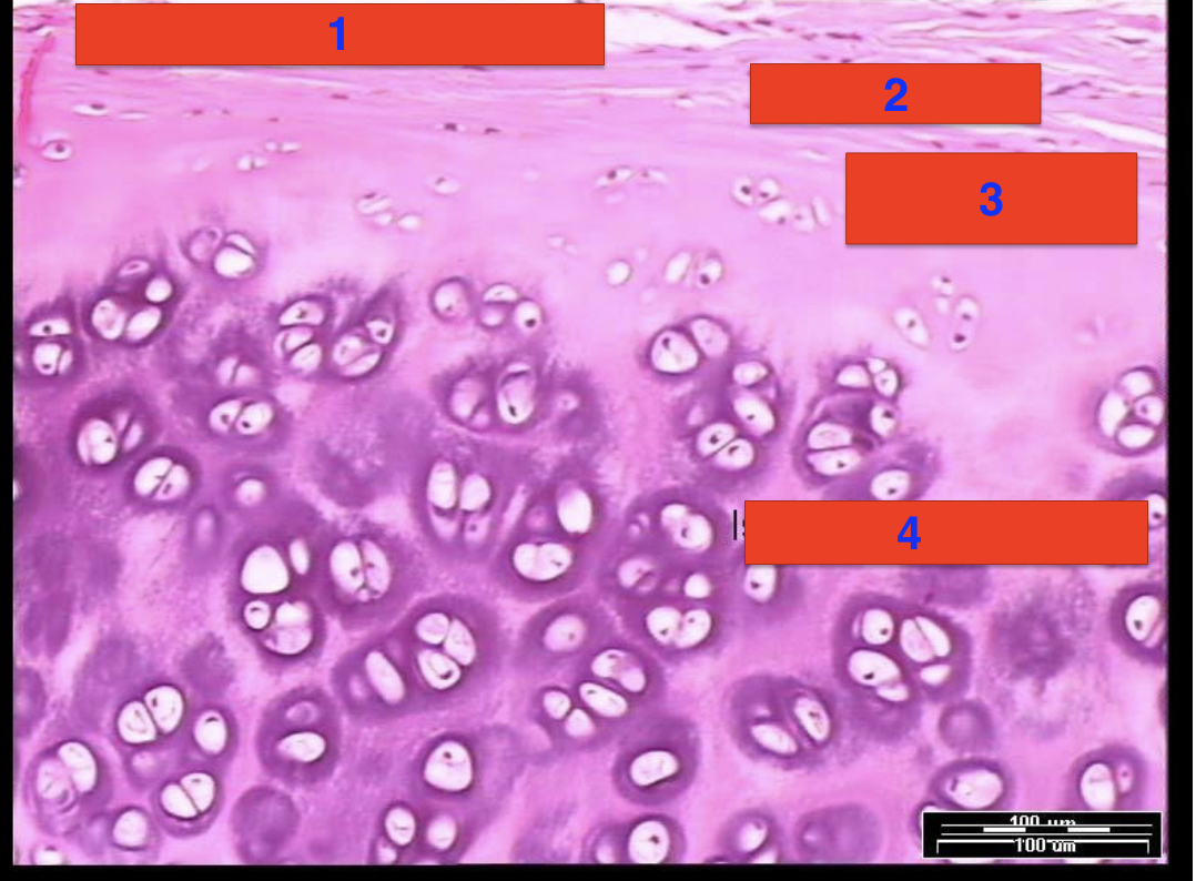 <p>1?</p>