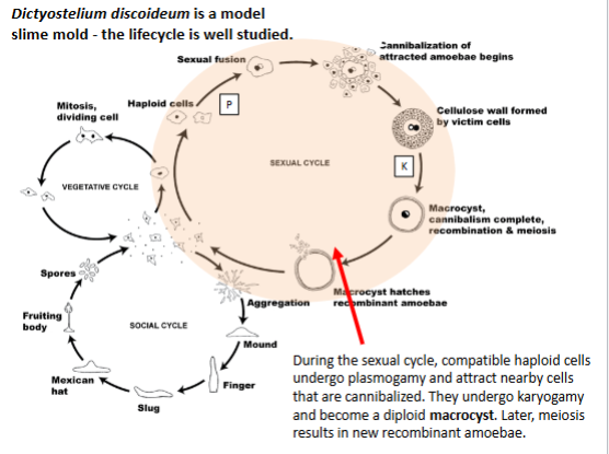 <p>Has a vegetative cycle, social cycle, and a sexual cycle. In the sexual cycle, it undergoes plasmogamy and karyogamy. </p>