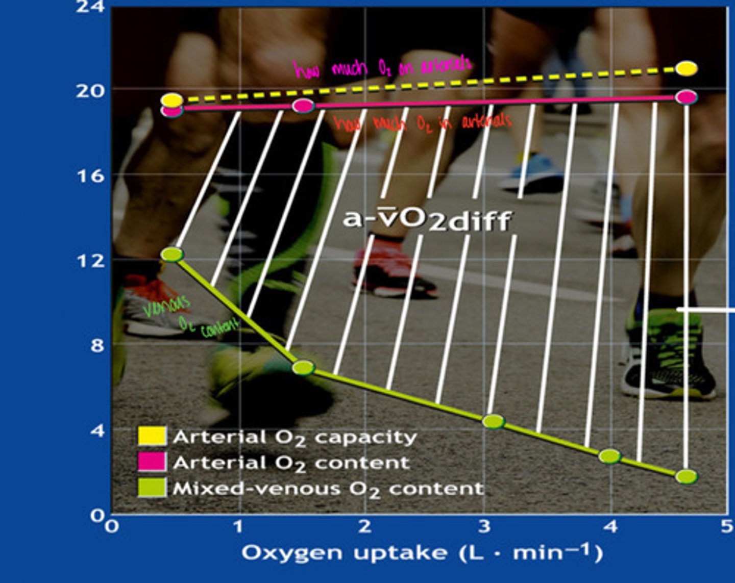 <p>what is this graph showing</p>