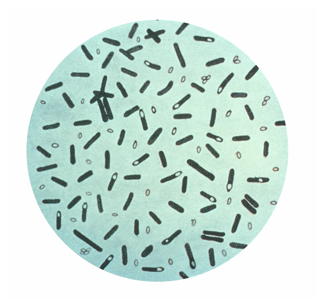 <ol><li><p>Name of bacteria</p></li><li><p>Morphology</p></li><li><p>Type of spore</p></li></ol>