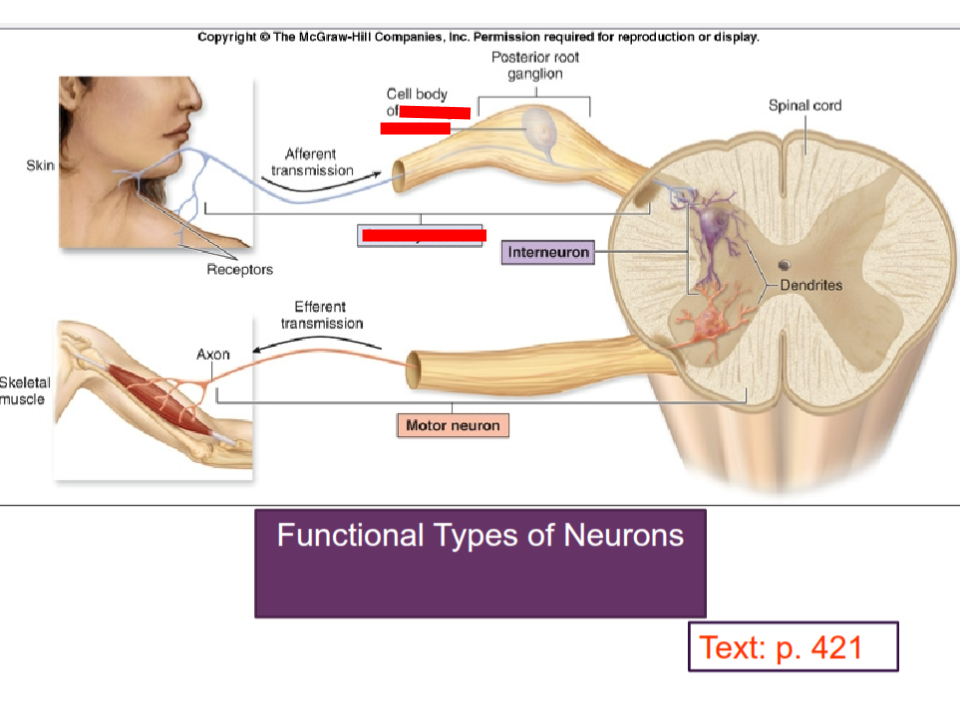 <p>Carry impulses into CNS</p>