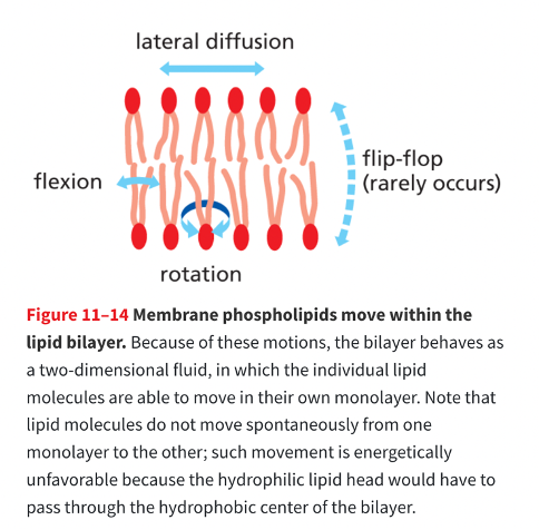 <ul><li><p>&nbsp;Flip flop: rare</p></li><li><p>later diffusion is rapid&nbsp;</p><ul><li><p>is the result of thermal motion&nbsp;</p></li><li><p>the lipids are continously exchanging places with their neighbors within the same monolayer and this can lead to lateral diffusion within the plane of each monolayer</p></li></ul></li><li><p>Rotate: rapidly occurs&nbsp;</p></li><li><p>Flexion&nbsp;</p></li></ul><p></p>