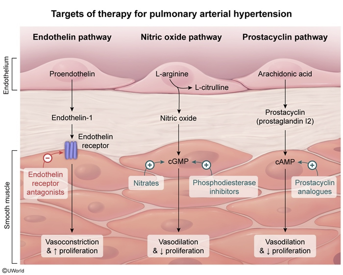 <p>nitrous oxide </p><p>↑ cyclic GMP in smooth muscle cells of pulmonary arteries → dilation → ↓PVR, ↓ r→l shunting through ductus arterioisis</p><p></p><p>½ life of only few seconds = only vasodilates pulm</p>