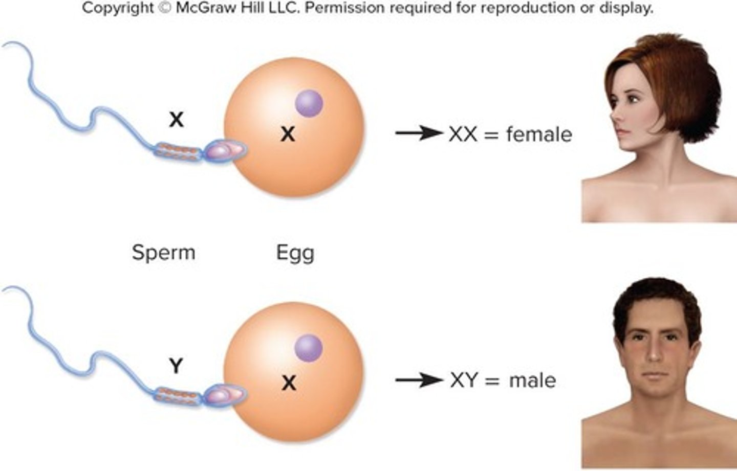 <p>Chromosome determining male sex in mammals.</p>