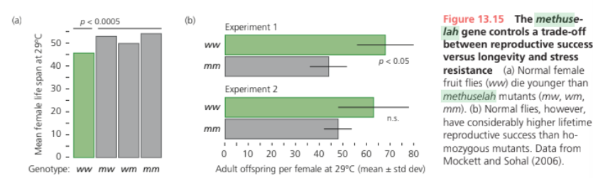 <p>Homozygotes for a mutant allele with reduced expression live 35% longer than normal flies. In addition to increasing longevity, it enhances resistance to starvation, heat, and the herbicide paraquat.</p><p>The mutants also lay fewer eggs during early adulthood, resulting in lower lifetime reproductive success. Compared to the mutation, the normal allele of methuselah thus appears to trade stress resistance and longevity for reproductive fitness.</p>