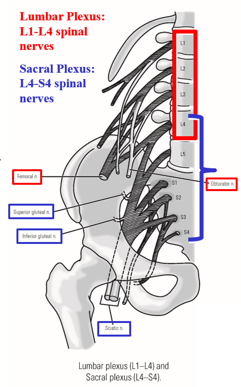 <p><span><span>Peripheral nerves of the lower limb arise from:</span></span></p><p><span><span>–</span><strong><em><span>Lumbar plexus</span></em></strong></span></p><ul><li><p><span><span>Formed by </span><u><span>L1-L4 spinal nerves</span></u></span></p></li><li><p><span><span>Primary peripheral nerves: </span><u><span>femoral nerve</span></u><span> &amp; </span><u><span>obturator nerve</span></u></span></p></li></ul><p><span><span>–</span><strong><em><span>Sacral plexus</span></em></strong></span></p><ul><li><p><span><span>Formed by </span><u><span>L4-S4 spinal nerves</span></u></span></p></li><li><p><span><span>Primary peripheral nerves: </span><u><span>superior gluteal nerve</span></u><span>, </span><u><span>inferior gluteal nerve</span></u><span>, &amp; </span><u><span>sciatic nerve</span></u><span> (</span><em><span>tibial division </span></em><span>and </span><em><span>common fibular division</span></em><span>)</span></span></p></li></ul><p style="text-align: left;"><span><strong><u><span>Note</span></u><span>:</span></strong><span> L4 spinal nerve contributes to both lumbar &amp; sacral plexus</span></span></p><p style="text-align: left;"><span><span>*Every nerve in the lower trunk is a derivative of the lumbar-sacral plexus</span></span></p>