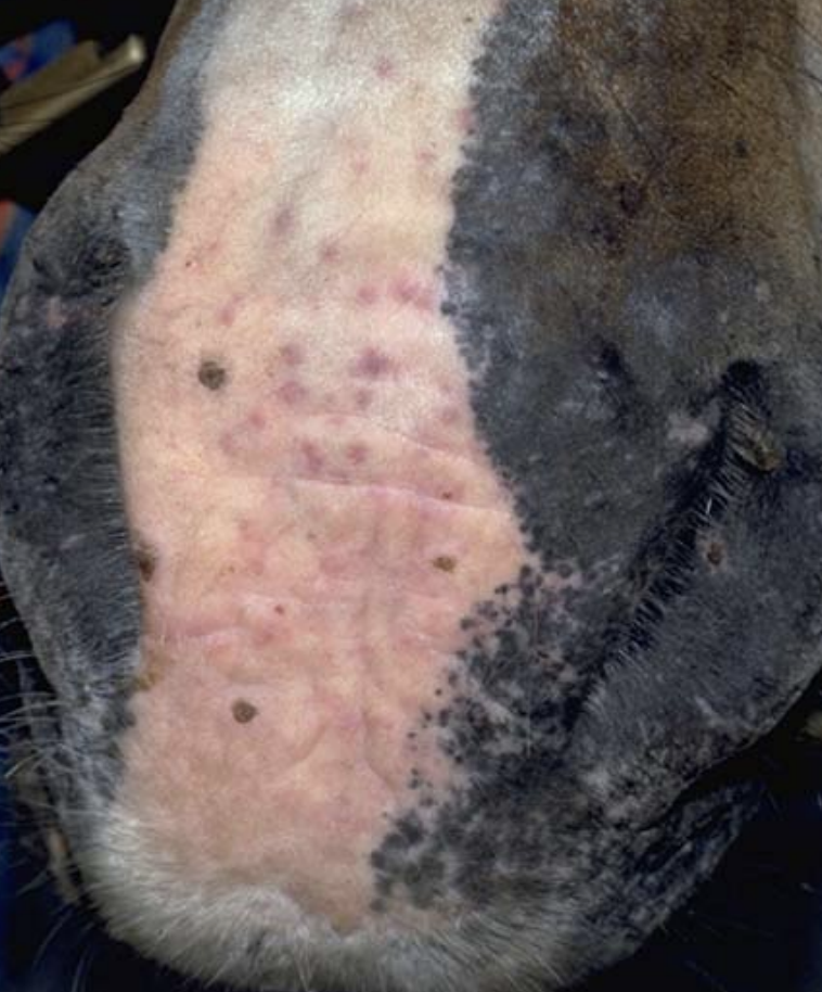 <p>skin biopsy + SeM antibody titer >1:12,800 (if strangles is underlying etiology)</p>