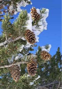 <p>3-10 inch cones </p><p>5 needles 1.5 inch to 3 , ties in a knot</p>