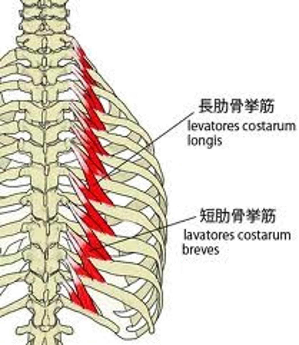 <p>Function: Elevates ribs</p>