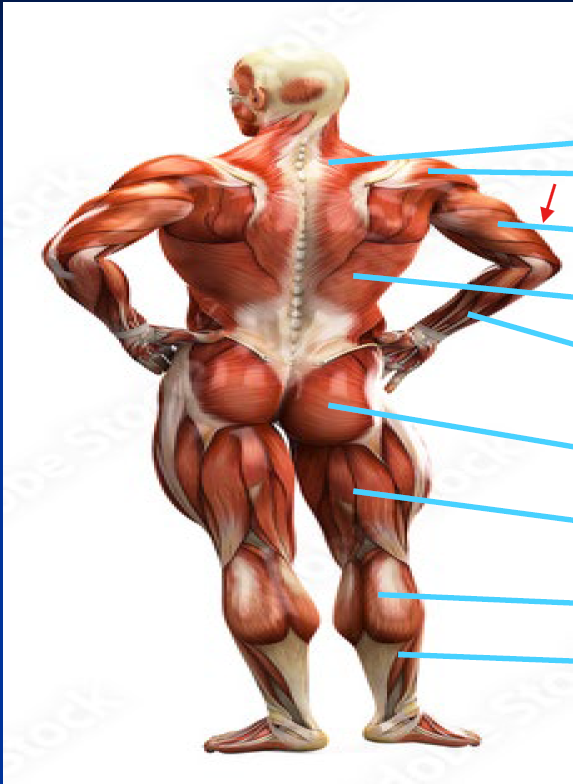 <p>What is this Muscle?</p>