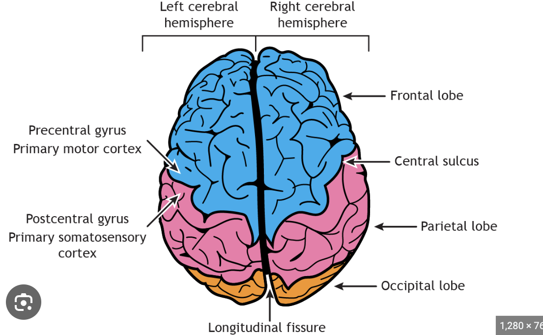 <p>gyrus: the core of gyrus that contains white matter, while the outer area contains gray matter</p><p>sulcus: a crease or invagination of the surface of the vocal fold</p><p>fissure: fissures separate one lobe from another, while the sulcus is seen in a lobe delimiting gyrus</p>