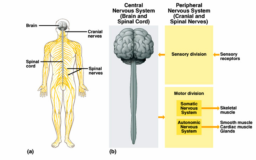 <ul><li><p>CNS: interprets information (brain, spinal cord)</p></li></ul><ul><li><p>PNS: gathers and transmits information (Cranial nerves, spinal nerves)</p></li><li><p>The CNS and PNS pass signals between one another</p><ul><li><p>Sensory receptor generates impulse</p></li><li><p>PNS passes impulse to CNS</p></li><li><p>CNS interprets impulse</p></li><li><p>CNS passes impulse to PNS</p></li><li><p>PNS stimulates a response</p></li></ul></li></ul><p></p>