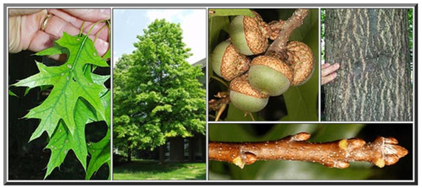 <p>pointed node, alternate, fat nut; tiny nut</p>