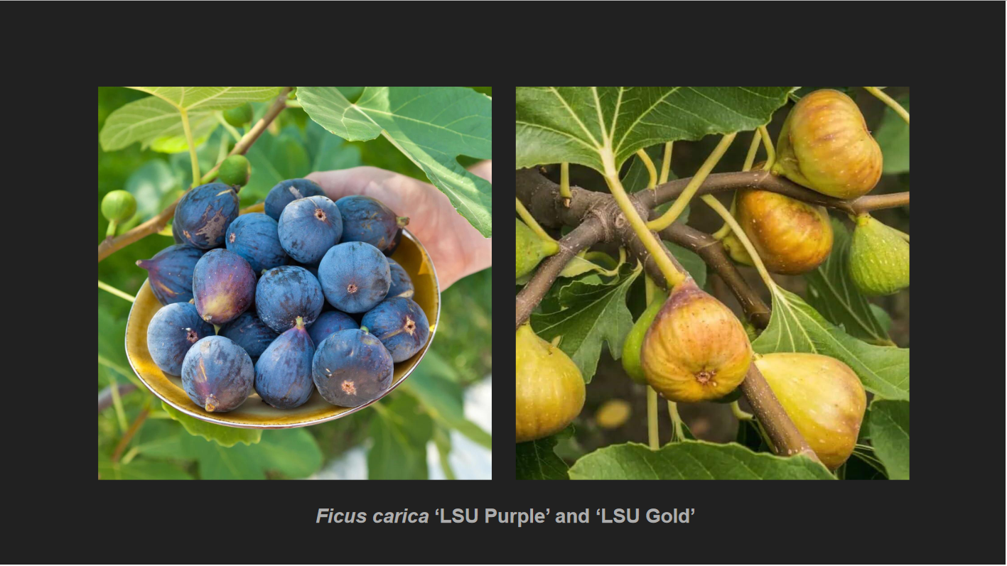 <p>Ficus carica</p><p>(Edible) Fig Tree</p>