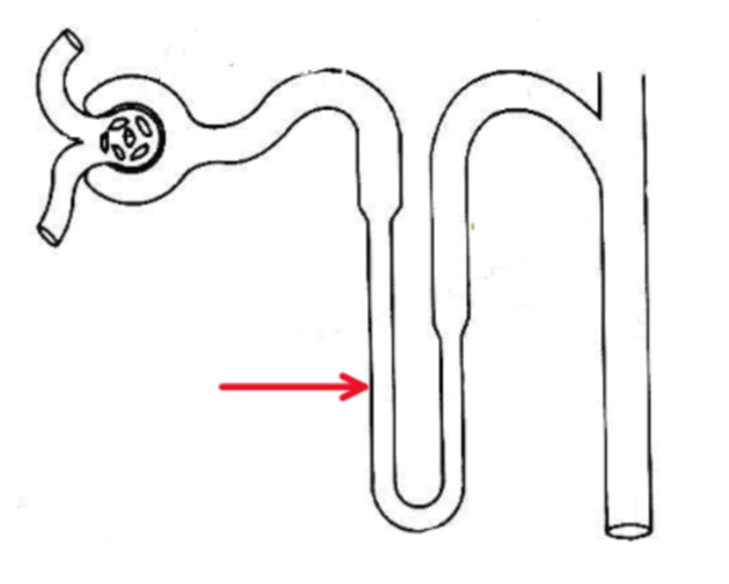 <p>Name the region in the diagram below, indicated by the red arrow.</p>