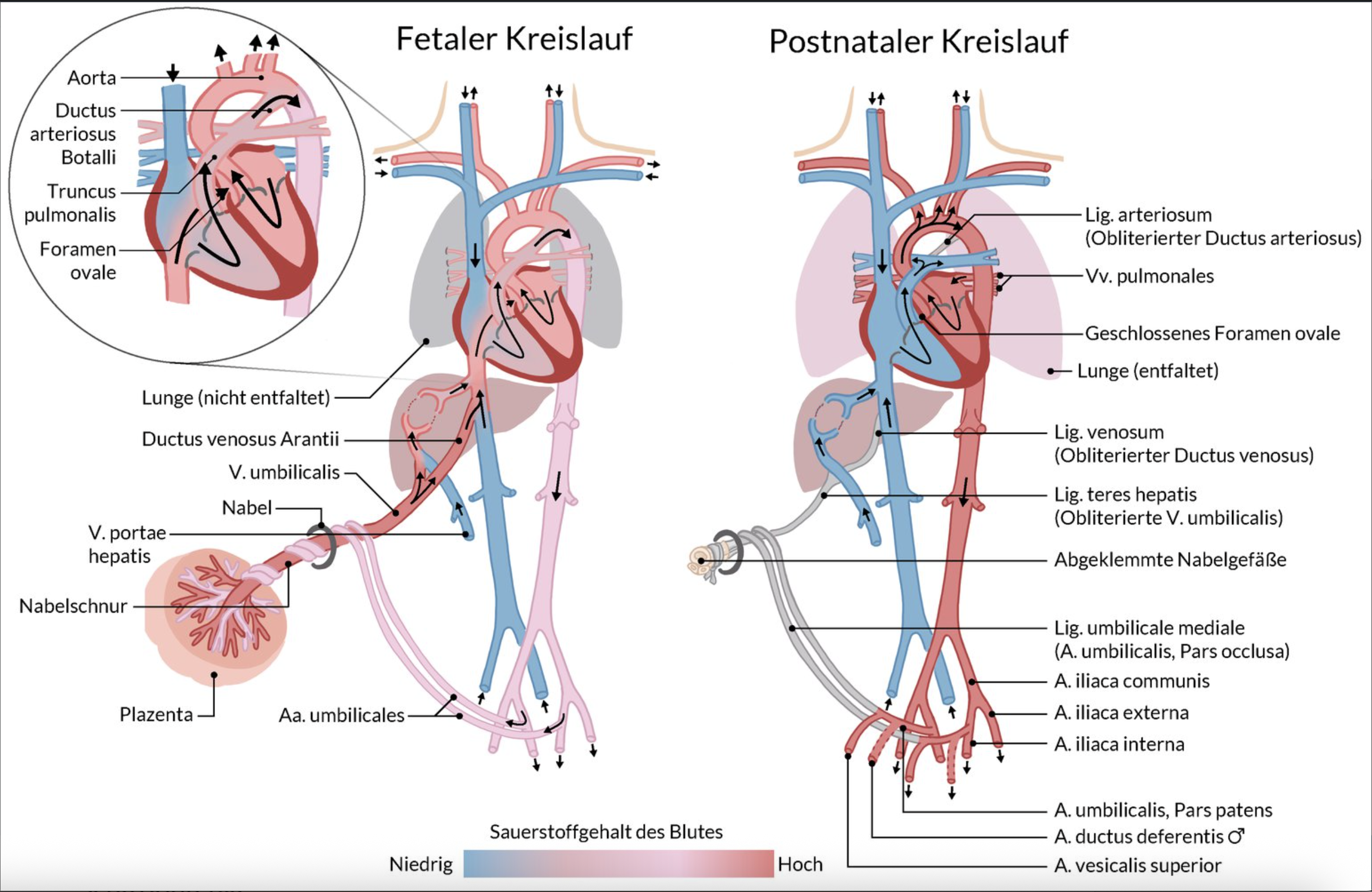 <p>D. Pulmonary trunk and aorta (Truncus pulmonalis and Aorta)</p>