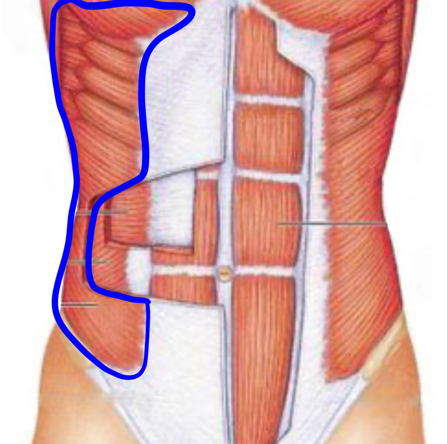 knowt flashcard image