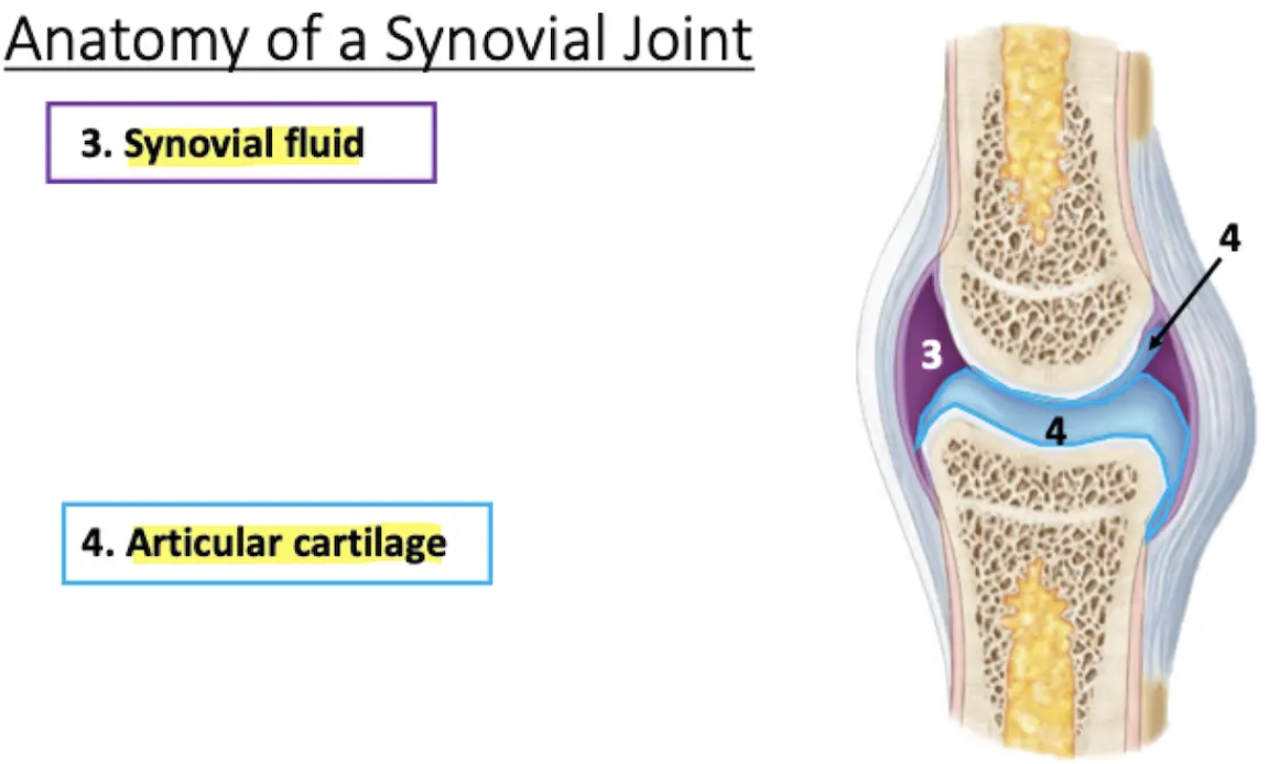 <ul><li><p>Fills the joint cavity</p></li><li><p>Lubricates (reduces friction)</p></li><li><p>Absorbs shock</p></li><li><p>Distributes nutrients to cells of the articular cartilage</p></li></ul>