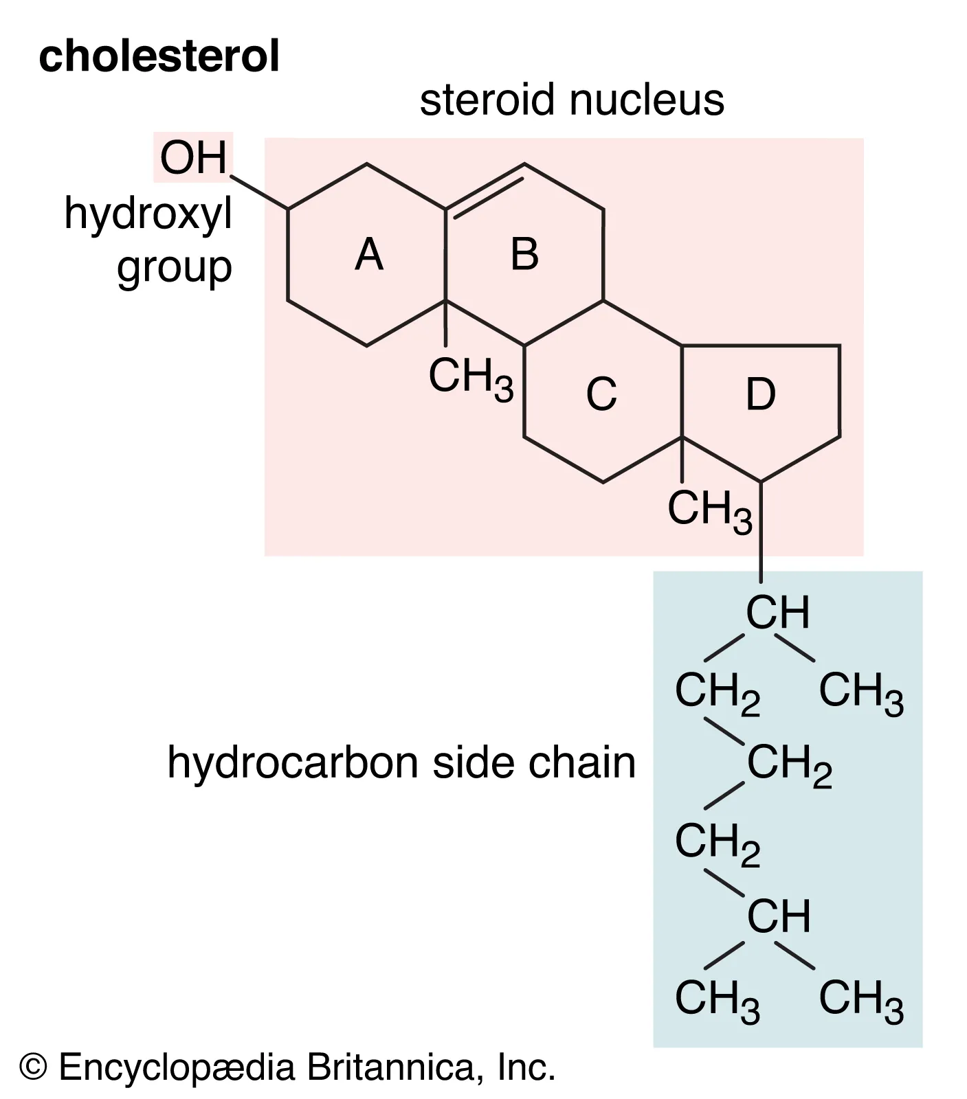 <ul><li><p>a sterol</p></li><li><p>component of membrane</p></li><li><p>the “base steroid” from which your body produces other steroids</p></li></ul><p></p>