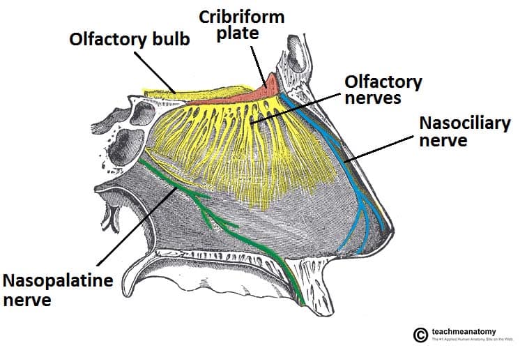 <p>Olfactory Nerve</p>