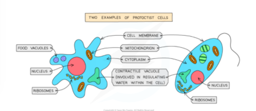 <ul><li><p>microscopic</p></li><li><p>uni-cellular</p></li><li><p>membrane-bound organelles</p></li><li><p>some have cells walls and chloroplasts</p></li><li><p>some protoctists photosynthesise and some feed on organic - substances made by other living things</p></li></ul>