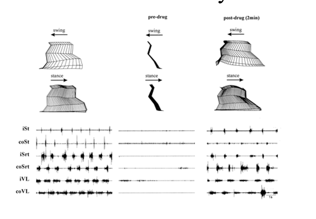<ul><li><p>in cats→ <strong>improve</strong> locomotor performance </p><ul><li><p>sifure shows movement of the limbs and muscle activity in an intact animals</p></li><li><p>with receptor complete spinal lesion and in the same lesioned cat 2 min after applying noradrenergic agonist clonidine</p></li><li><p>RESULT→ dramatically improved the locomotor pattern</p></li></ul></li><li><p>BUT→pharmological approaches have had mixed success</p></li></ul><p></p>