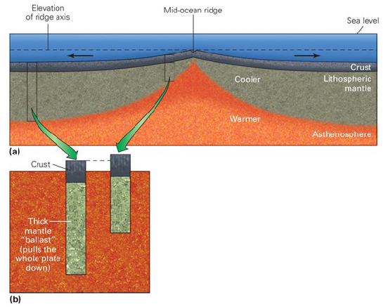 <ul><li><p>crust thickens and becomes more dense away from ridge axis</p></li><li><p>properties of isostasy means that thicker crust sill sink lower into mantle</p></li><li><p>creates a basin along continental margins that can be filled by sediments </p></li></ul><p></p>