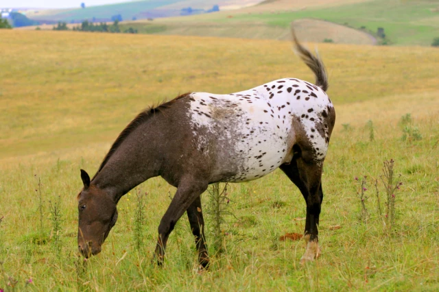 <p><span>&nbsp;Several patterns of appaloosa coat color including leopard, blanket, snowflake</span></p>