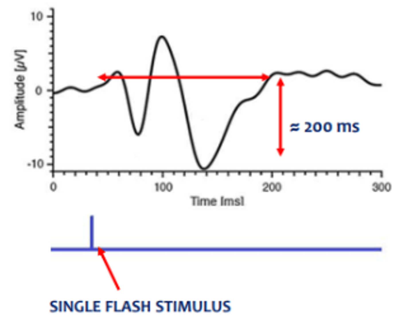 <p>response produced when there is stimulus presentation occurring well after the visual system has time to recover. This allows for a full response followed by a reaching of resting potential before the next stimulus is shown</p>