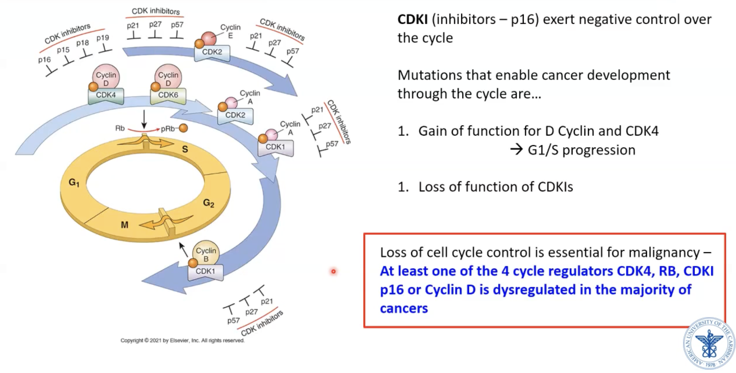 <p>CDK (cyclin dependent kinases) help cells through cell cycle by binding to cyclins</p>