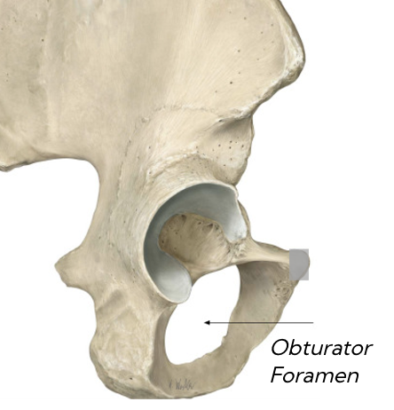 <p>hole in inferior aspect</p>