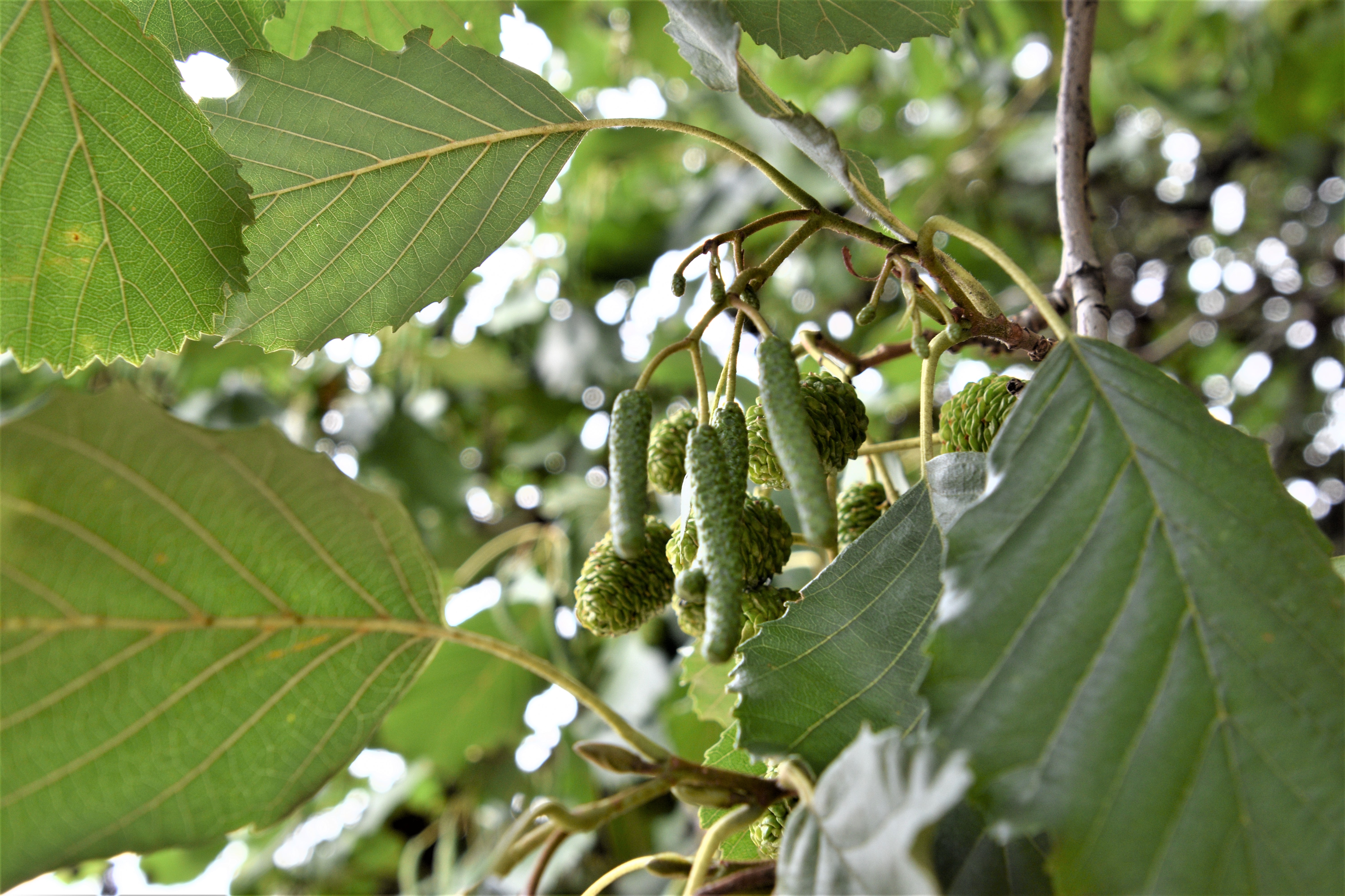<p>European alder, black alder</p>