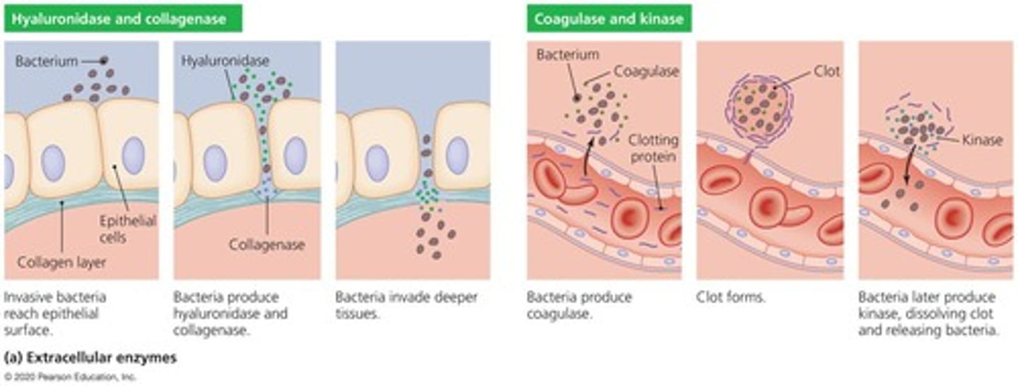 <p>Secreted by the pathogen; dissolve structural chemicals in the body and help maintain infection, invade, and avoid body defenses.</p>