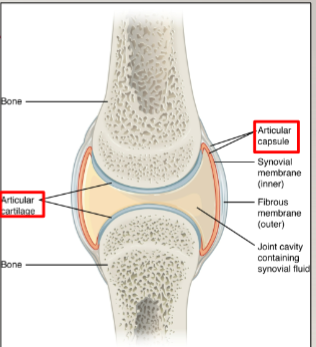 <p>fibrous structure attached to each bone outside of articulating surface </p>