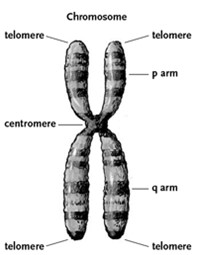 <p>AKA the primary constriction</p><p><span>A constricted site in the chromosome</span></p><p><span>Composed of Repetitive DNA sequences</span></p><p><span>Site of attachment of sister chromatids</span></p><p><span>Site of kinetochore assembly</span></p>