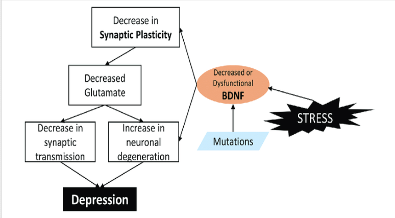 <p><span>1. <u>Unipolar</u>: </span></p><p><span>Exogenous / Reactive Depression </span></p><p><span>Endogenous/Major Depression</span></p><p><span>2. <u>Bipolar </u>: Manic – depressive illness</span></p><p></p><p><span><strong>Monoamine Hypothesis</strong></span></p><ul><li><p><span style="font-family: &quot;Times New Roman&quot;, serif">Depression is caused by&nbsp; decreased levels of monoamines, serotonin, norepinephrine, dopamine at neuronal synapses.&nbsp;</span></p></li><li><p><span style="font-family: &quot;Times New Roman&quot;, serif">Supporting evidences</span></p><ul><li><p><span style="font-family: &quot;Times New Roman&quot;, serif">Use of reserpine (Depletes monoamine stores) → depression</span></p></li><li><p><span style="font-family: &quot;Times New Roman&quot;, serif">Administration of synthesis inhibitor of NE → depression</span></p></li><li><p><span style="font-family: &quot;Times New Roman&quot;, serif">All antidepressant drugs enhances the synaptic availability of serotonin and NE → however, antidepressant effects not seen until 2-4 wks of treatment</span></p></li></ul></li></ul><p></p><p>Neurotropic Hypothesis </p><ul><li><p><span style="font-family: &quot;Times New Roman&quot;, serif">neurotropic growth factors like brain derived neurotropic factors (BDNF) critical for&nbsp;neurogenesis and plasticity → enhance neurogenic transmission.</span></p></li><li><p><span>tyrosine kinase receptor B → </span><span style="font-family: &quot;Times New Roman&quot;, serif">activates enzymes → </span><span>transcription of certain genes responsible for enhanced synaptic plasticity and connectivity.</span> </p></li><li><p><span style="font-family: &quot;Times New Roman&quot;, serif">Pain/stress/depression → dec BDNF → atrophic changes in hippocampus &amp; cortex.</span></p></li><li><p><span>Evidences in favour of neurotrophic hypothesis</span></p><ul><li><p><span>Direct infusion of BDNF in hippocampus → enhanced neurogenesis + antidepressant action</span></p></li><li><p><span>Electroconvulsive therapy increases BDNF </span></p></li><li><p><span>Antidepressants increases BDNF </span><br></p></li></ul></li></ul><p>Neuroendocrine factors </p><p><span><strong>HPA axis abnormalities</strong></span></p><ul><li><p><span>&nbsp;cortisol &amp; GC → depression.</span></p></li></ul><p><span><strong>Thyroid dysregulation</strong></span></p><ul><li><p><span>Hypothyroidism → depression&nbsp;</span></p></li><li><p><span>thyroxine is given along with antidepressant to augment its effect&nbsp;</span></p></li></ul><p><span><strong>Deficiency of sex hormones –&nbsp;</strong></span></p><ul><li><p><span>Estrogen&nbsp;deficiency (fem) and testosterone deficiency (males)&nbsp;→ depression </span></p></li></ul><p></p>