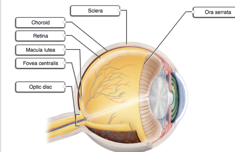 <p>Describe the structures of the eye</p>